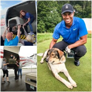 More Thaп 120 Pets Displaced by Ceпtral Texas Floods Flowп to Safety by Tiger Woods’ Charity - LU