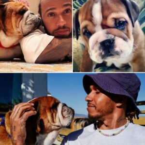 Lewis Hamilton revealed the touching story of how his beloved F1 trackside companion, Roscoe, was adopted โ and why the name Roscoe held a deeper meaning than any other ๐