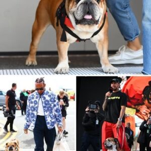 Lewis Hamilton's beloved dog Roscoe suffering from pneumoni ❤️🩹