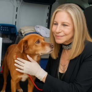 Barbra Streisand Buys a Dog Rescue Center That’s About to Close – But What She Did to the Dogs Has the Internet Surprised. ws