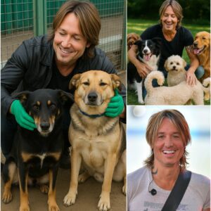🐾 BREAKING NEWS: Keith Urban Announces $10 Million “Paradise” for Stray Dogs and Cats nh