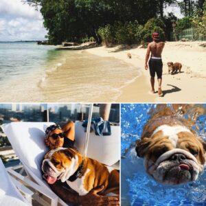 The three-week break between the British and Belgian Grands Prix gave Lewis Hamilton a chance to take his aging companion, Roscoe, on a much-needed summer holiday