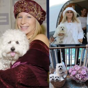 Barbra Streisand's Heartwarming Moment on National Dog Day: When Her Dogs Become Stars Alongside Her! ws