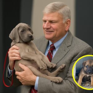🔥 FRANKLIN GRAHAM RESCUED WHAT HE THOUGHT WAS AN ABANDONED PUPPY — ONLY TO DISCOVER MONTHS LATER IT WASN’T A DOG!