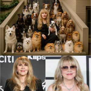 In a heartfelt move that has fans cheering and animal lovers in tears, Stevie Nicks has pledged $20 million to build a massive sanctuary for stray and abandoned dogs — a place filled with care, compassion, and second chances_cz