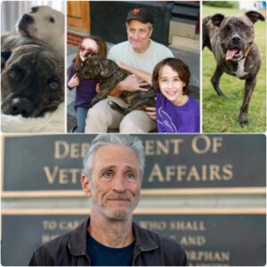 Jon Stewart recently shared heartfelt memories of Dipper, his three-legged pit bull, calling him “the best” of all good boys.