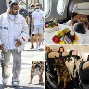“Joining Ferrari is the best decision of my life,” Lewis Hamilton shared joyfully as Italy becomes the first country to allow medium and large dogs to fly in airplane cabins — no more cargo holds.