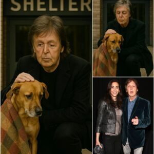 PAUL MCCARTNEY RESCUES 47 DOGS, TURNING KENNEL CRISIS INTO HEARTWARMING MIRACLE naaa