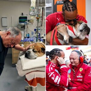 Fred Vasseur, on behalf of the Italian team, traveled personally to comfort Lewis Hamilton and check on Roscoe’s condition.