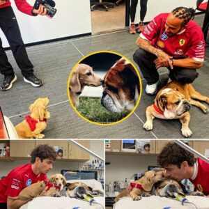 After the Pirelli tire test, Charles Leclerc and his dog Leo visited Roscoe Hamilton in the hospital room...