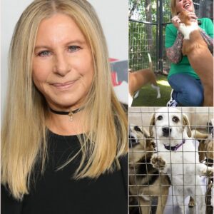 Barbra Streisand’s $5 Million Gift of Love: “Star Haven” Sanctuary for Stray Dogs. ws