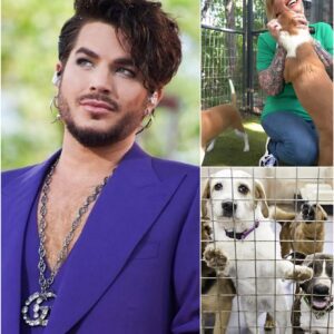 Adam Lambert’s Star Haven: A Sanctuary of Hope for Stray Dogs nh