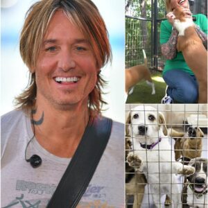 Keith Urban’s Star Haven: A Sanctuary of Hope for Stray Dogs nh