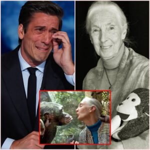 DAVID MUIR CHOKES UP ON LIVE BROADCAST WHEN MENTIONING JANE GOODALL — VIEWERS SAY JUST ONE SENTENCE MADE THEM CRY...