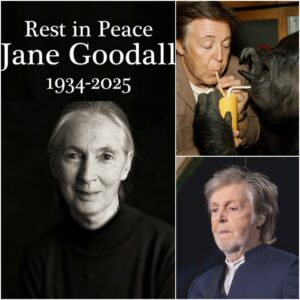 Paul McCartney Adopts Koko the Gorilla After Jane Goodall's Passing, Honoring Her Legacy of Animal Protection