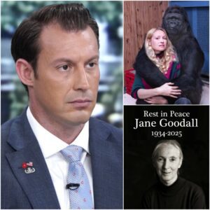 Johnny Joey Jones Launches Fundraising Campaign to Care for Koko, Jane Goodall’s Beloved Chimpanzee, After Her Passing
