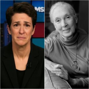 SAD NEWS: In a rare and emotional moment, Rachel Maddow paused her live broadcast to honor the passing of Jane Goodall