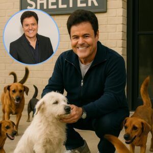 Donny Osmond: The Day a Music Legend Saved 39 Forgotten Dogs