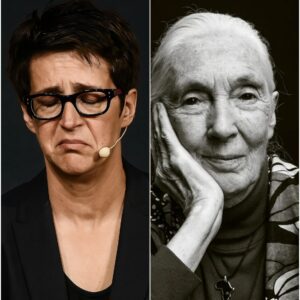 SAD NEWS: In a rare and emotional moment, Rachel Maddow paused her live broadcast to honor the passing of Jane Goodall