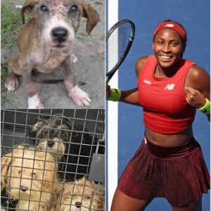 The world is stunned: Coco Gauff secretly saved 50 stray dogs from death, and her tearful handwritten letter is making millions of people unable to hold back their tears.