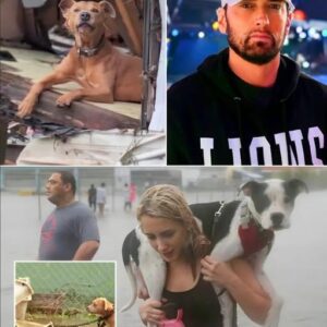 Amid Texas floods, Eminem quietly saved abandoned pets—no cameras, no headlines, just crates, food, and second chances.