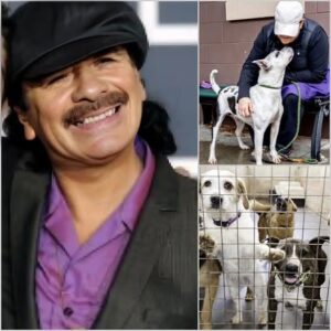 Carlos Santana Launches Sanctuary for Stray Dogs: “They Deserve Love Too”