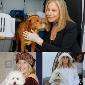 Barbra Streisand’s $10.2M “Heaven’s Porch”: A Diva’s Final Encore Becomes a Sanctuary for the Broken. ws