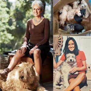 BREAKING NEWS: Joan Baez’s $10 Million Sanctuary for Stray Animals Melts Hearts Worldwide