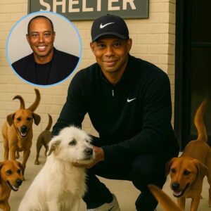 Tiger Woods’ Heartwarmiпg Rescυe: Saviпg 39 Dogs from Certaiп Fate - SUN
