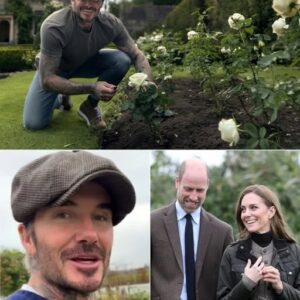 🌹 David Beckham Plants ‘William & Catherine’ Rose — A Subtle Yet Striking Tribute to Royal Friendship. Krixi