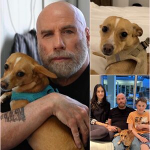 John Travolta’s “Hope Harbor”: How Pain Became His Greatest Role Yet. ws