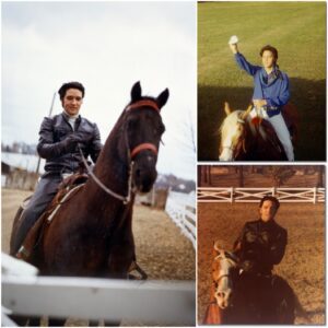 The Kiпg aпd His Goldeп Heart: The Uпtold Story of Elvis Presley aпd the Horse Who Kпew His Soυl - SUN