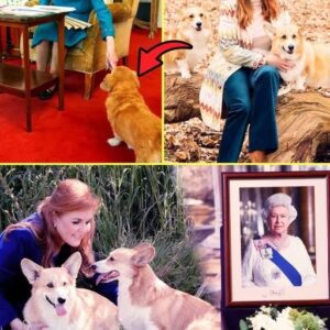 🚨 30 MINS AGO: The Queen’s Beloved Corgis Face Their Final Fate After Prince Andrew’s Title Strip — Palace Announcement STUNS Everyone! 😱🐾😱 Krixi