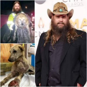Chris Stapleton’s Midnight Mission: The Country Star Who Roped Into a Ravine Rescue nh