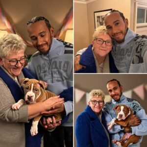 “FOR YOU, AND FOR ROSCOE” — Lewis Hamilton melts hearts worldwide as he honors his mother’s 70th birthday with the most touching gift imaginable: a tiny puppy symbolizing love, loss, and new beginnings...