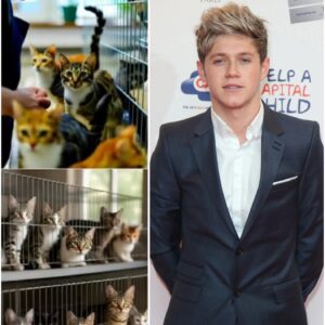 Niall Horan Opens $5 Million Cat Sanctuary “Whisker Haven” with His Mother — A Heartfelt Mission That Has Captured the World’s Attention nabeo