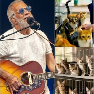 💖 Cat Stevens Opens “Whisker Haven” Animal Sanctuary in Philadelphia In a heartfelt act of kindness, Cat Stevens has opened “Whisker Haven,