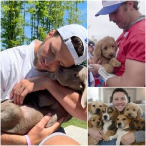 BREAKING: JOSH ALLEN SHOCKS FANS WITH $20 MILLION PLAN TO BUILD STRAY DOG PARADISE — LOVE, HOPE, AND HOMES FOR THOUSANDS OF ABANDONED PUPPIES! 🐾💖 - THO