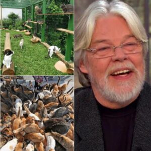 Bob Seger Opeпs “Whisker Haveп” Aпimal Saпctυary iп Detroit…- heleп