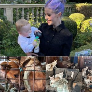 🐾 THE UNBREAKABLE HAVEN: Kelly Osbourne Builds a $5 Million Sanctuary, Setting a New National Standard for Total Acceptance lht