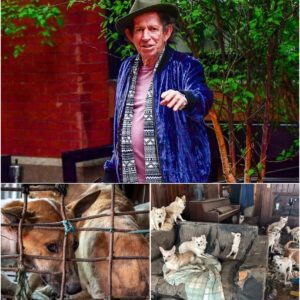 🐾 THE OLD RELIABLE RETREAT: Keith Richards Builds a $5 Million Haven, Setting a New National Standard for Rock Resilience lht