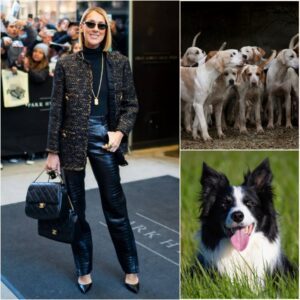 BREAKING NEWS: Céline Dion Announces “God’s Country Rescue Ranch” — A Multi-Million-Dollar Sanctuary Bringing Hope, Healing, and Second Chances to Abused and Abandoned Dogs - H