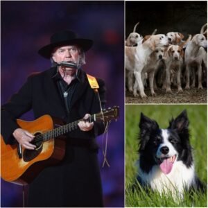 Neil Young Is Building “God’s Country Rescue Ranch” — A Multi-Million-Dollar Haven for Abused and Abandoned Dogs - H