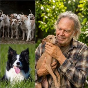 Neil Young is building “Harmony Paws Sanctuary” — a breathtaking, multi-million-dollar refuge in the heart of Tuscany devoted to abused and abandoned dogs.. DuKPI